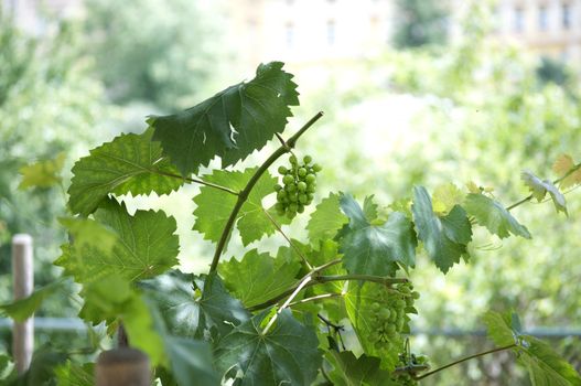 Bunch of white grapes with green leaves in vineyard