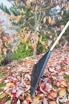 Raking Fall Leaves in Garden in Autumn Season Vertical Side View