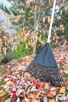 Raking Fall Leaves in Garden in Autumn Season Vertical