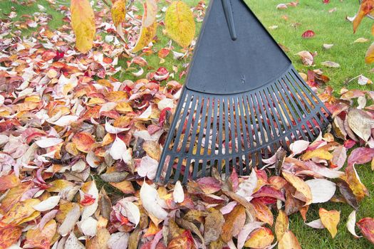 Raking Fall Leaves in Garden in Autumn Season Closeup