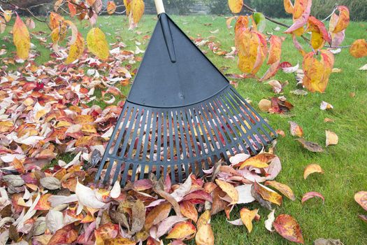 Raking Fall Leaves in Garden in Autumn Season