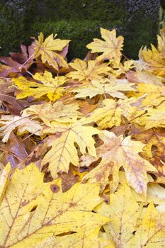 Fallen Giant Maple Tree Leaves in Autumn Color in Columbia River Gorge Oregon