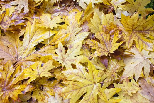 Fallen Wet Giant Maple Tree Leaves in Autumn Color Background