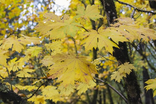 Giant Maple Tree Leaves in Fall Colors Along Columbia River Gorge Oregon