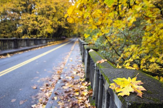 Fall Leaves Along Historic Columbia Highway Bridge with Blurred Background