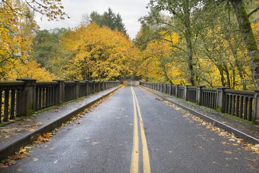 Autumn Trees Along Historic Columbia Highway Bridge Lined with Giant Maple Trees