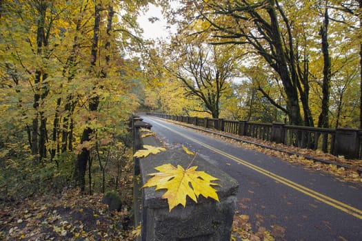 Autumn Along Historic Columbia Highway Bridge Lined with Giant Maple Trees
