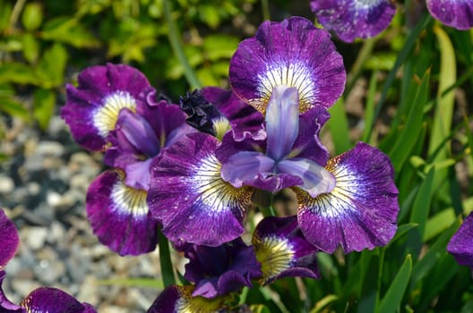 Purple iris flowers in full bloom