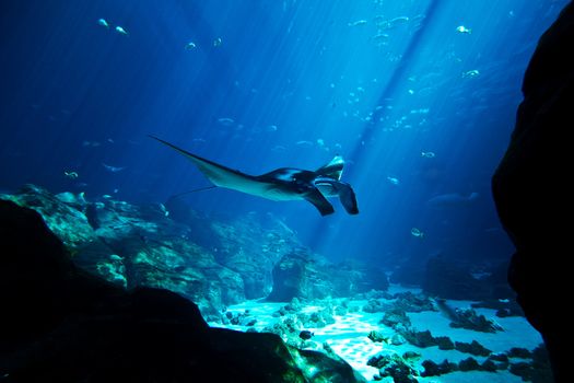 Beautiful Manta ray swimming in the deep blue ocean with lots of fish around.