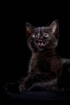 Black kitten on a black background