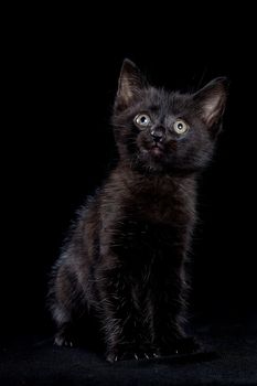 Black kitten on a black background