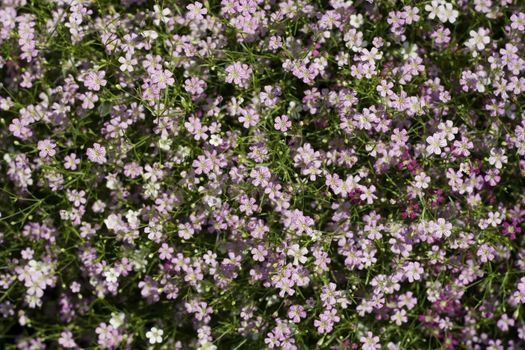 Gypsophila flowers