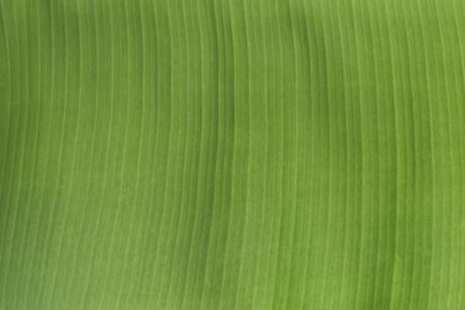 Green banana leaf background