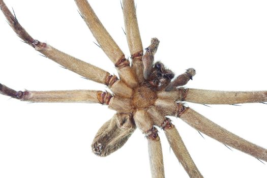 Cane spider isolated on white