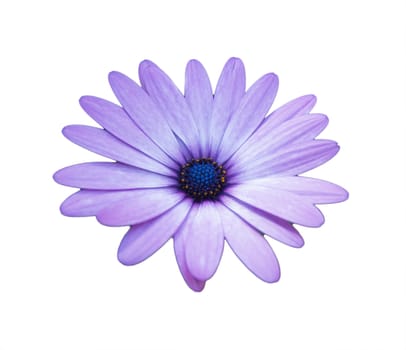 purple african daisy on white background isolated