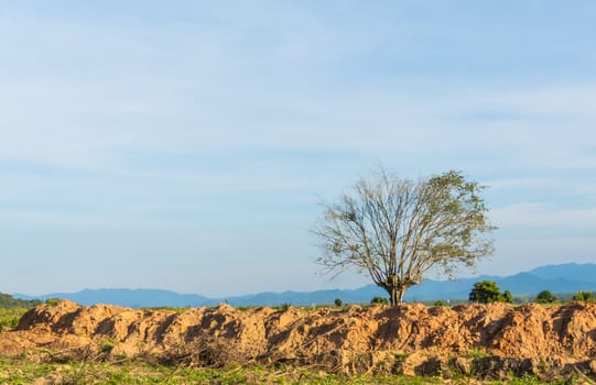 dead tree on edge of earth in evening time