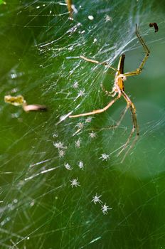 Nest of newborn Spiders in Tropical rain forest.