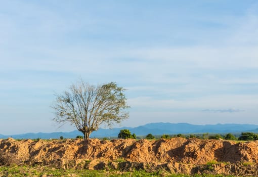 dead tree on edge of earth