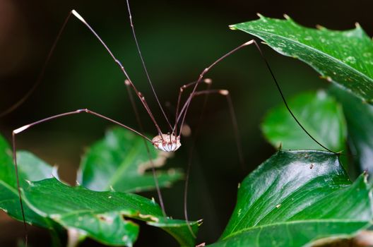 Spider is long leg in the tropical rain forest.