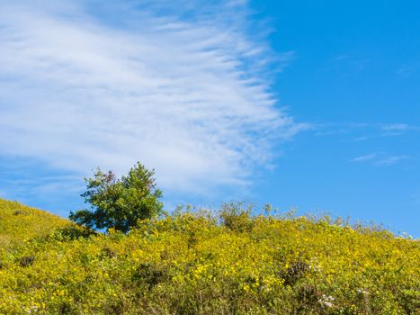 Tree on hill in green field and blue sky with cloud