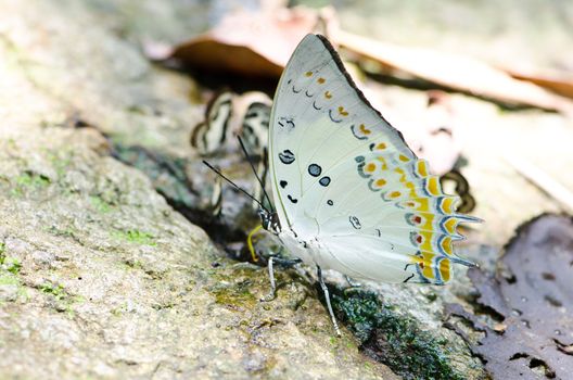 butterfly in tropical rain forest.