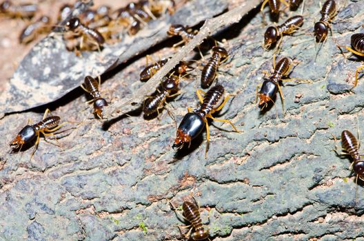 Group of termite wood eater in tropical rain forest.