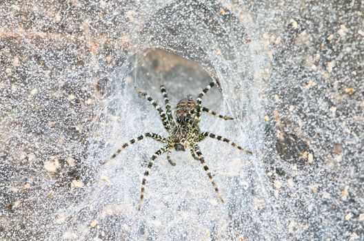 Funnel Web Spider out on his funnel web