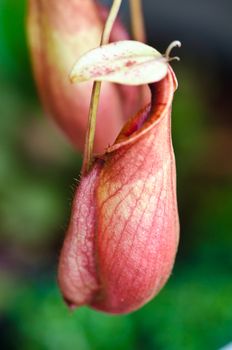 The Nepenthes , carnivorous pitcher plant in rain forest.