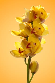 fresh bright yellow orchid isolated on white background.