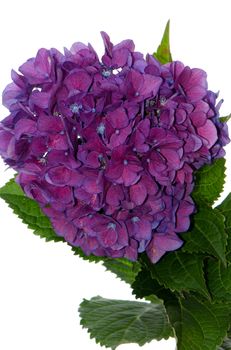 Lacecap Hydrangea (macrophylla normalis) isolated on white background.