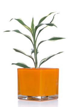 Houseplant in glass pot isolated on white background.