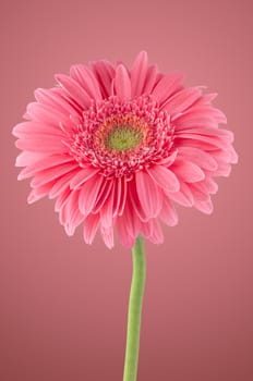 Pink gerbera daisy flower on pink background.