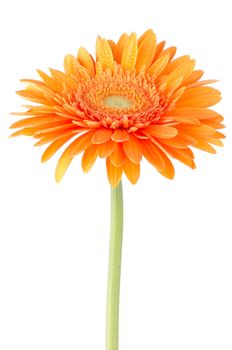 Orange gerbera daisy flower isolated on white background.