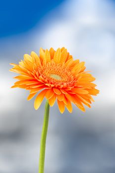 Orange gerbera daisy flower on a unfocused blue sky background.