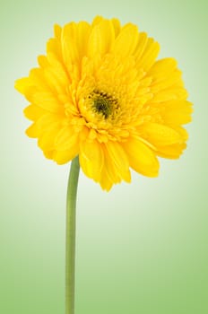 Yellow gerbera daisy flower on green background.
