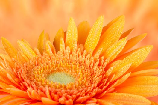 Orange gerbera daisy closeup on orange defocused background.