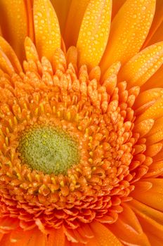 Orange gerbera daisy closeup.