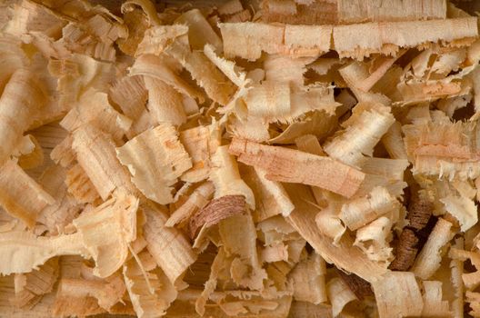 Background of the golden curls of wood shavings.