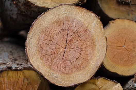 Stack of tree stump for background