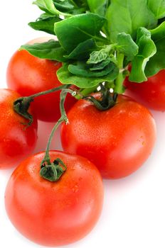 Red ripe tomato vine isolated on white background.