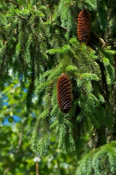 Young Pine Cone on Natural Pine Tree Background