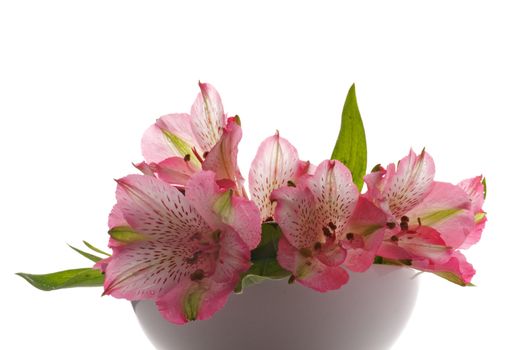 Bunch of Perfect Pink Alstroemeria in White Vase isolated on white background