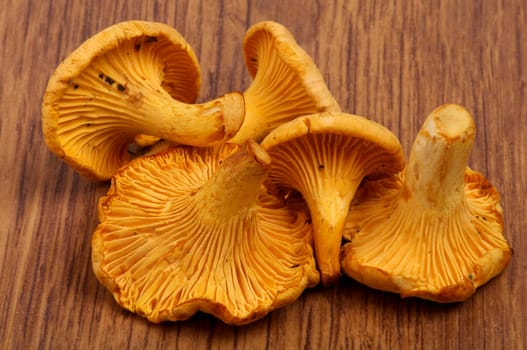Heap of Perfect Raw Chanterelles closeup on Wooden background