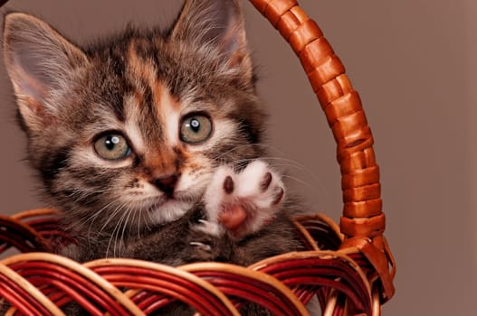 Cute little kitten in a wicker basket on grey background