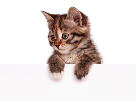 Portrait of cute little kitten with empty board on white background