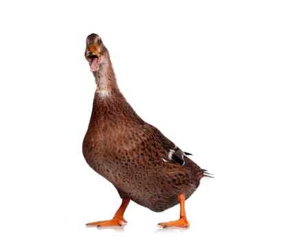 Young domestic duck isolated on white background