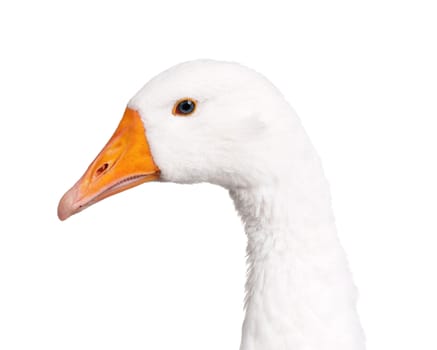 White domestic goose isolated on white background