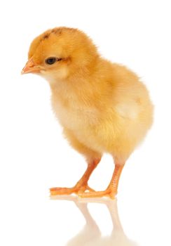 Cute little chicken isolated on white background