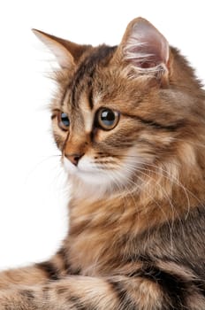 Portrait of pretty young cat over white background