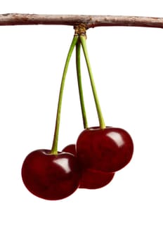 Cherries on branch isolated on a white background